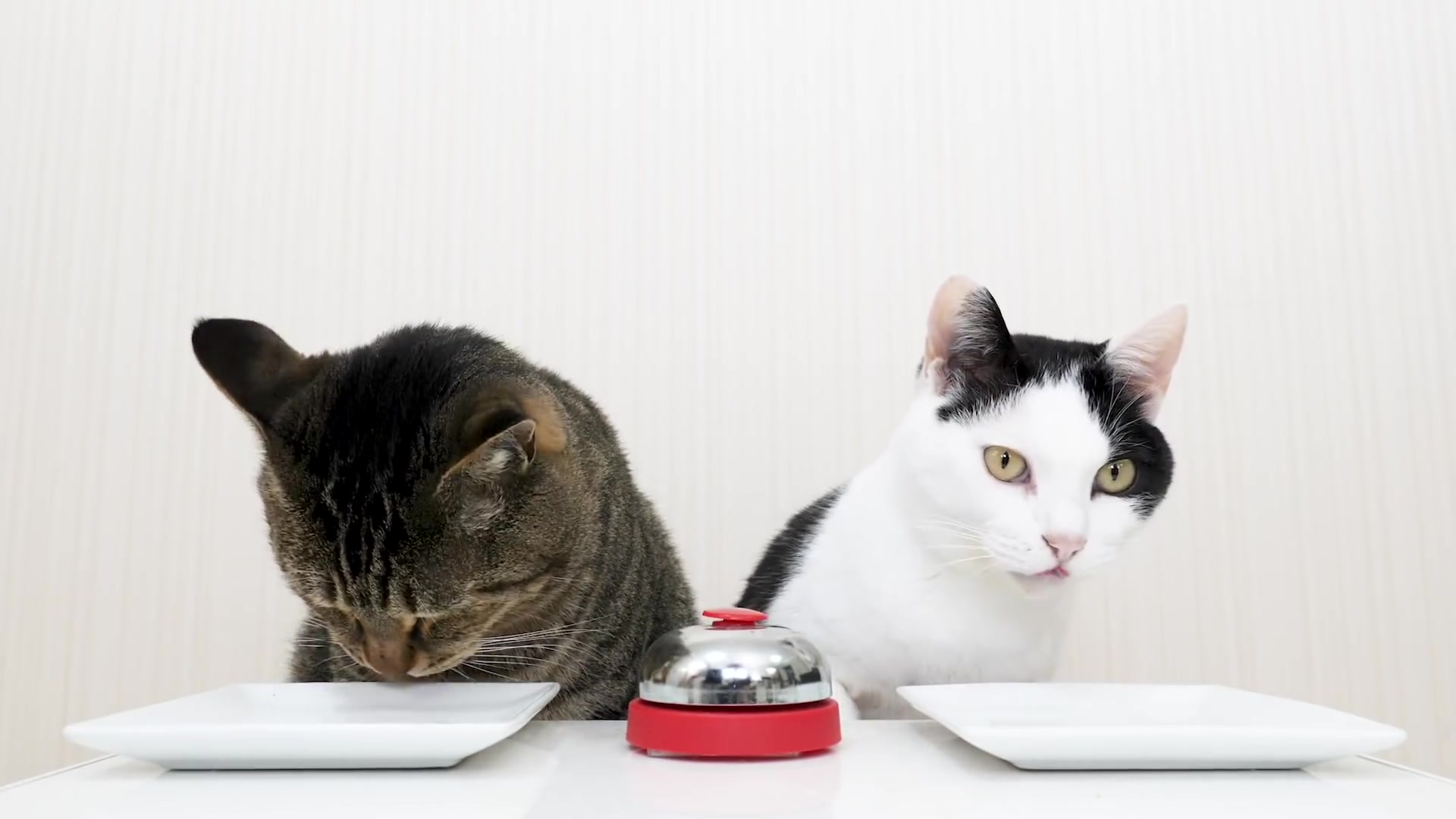 猫咪手机游戏吃饭_小猫吃饭的游戏_猫咪玩吃的