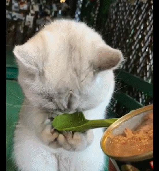 猫咪手机游戏吃饭_小猫吃饭的游戏_猫咪玩吃的