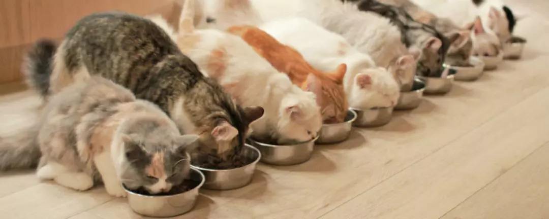 猫咪玩吃的_猫咪手机游戏吃饭_小猫吃饭的游戏