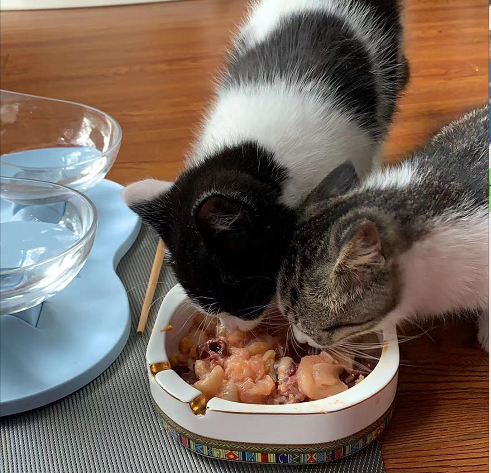 猫咪手机游戏吃饭_小猫吃饭的游戏_猫咪玩吃的