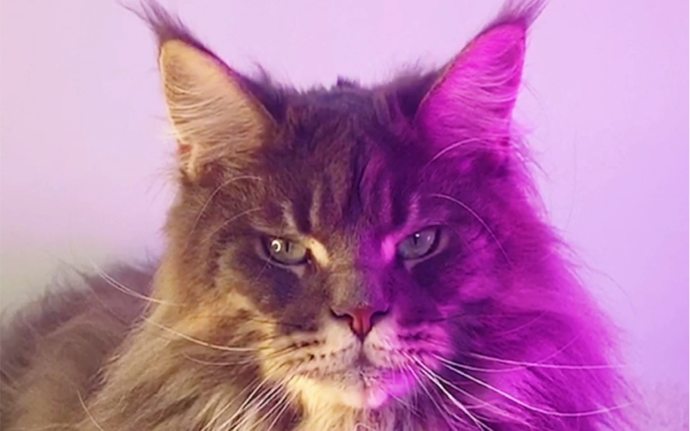 跟萌猫公园类似的游戏_萌猫公园小游戏_萌猫公园类似手机游戏下载