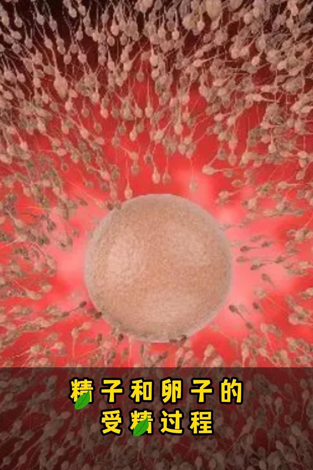 精子战争手机游戏_精子战争手机游戏_精子战争手机游戏