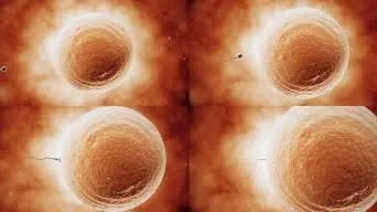 精子战争手机游戏_精子战争手机游戏_精子战争手机游戏