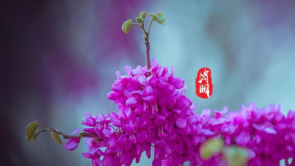 清明节怎么过-清明节，回家扫墓还是踏青赏春？传统与现代的选择