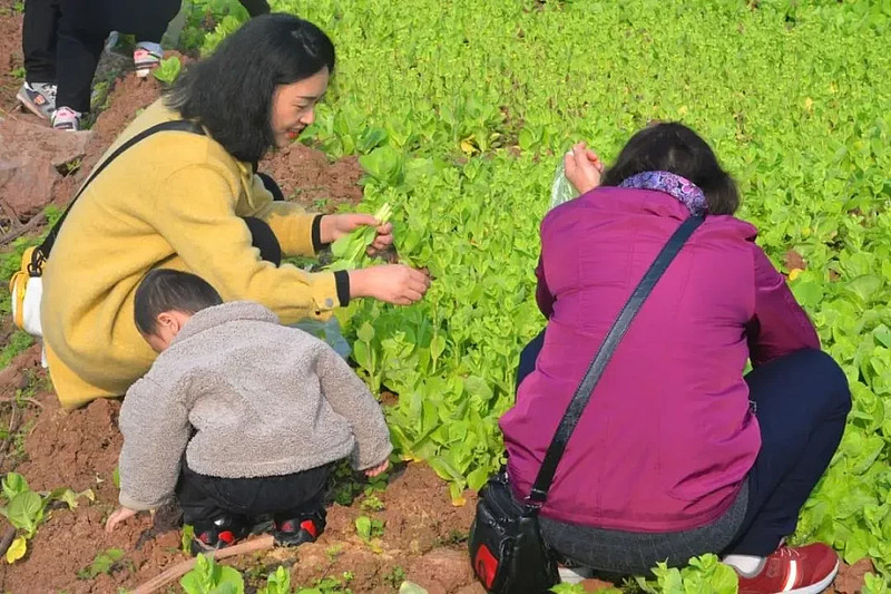 农场手机类游戏-手机游戏里的农场乐园：从虚拟到现实的种植奇迹