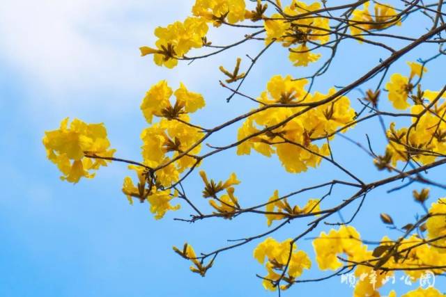 花园花铃-探寻花园之美：神秘花铃的音乐奇迹