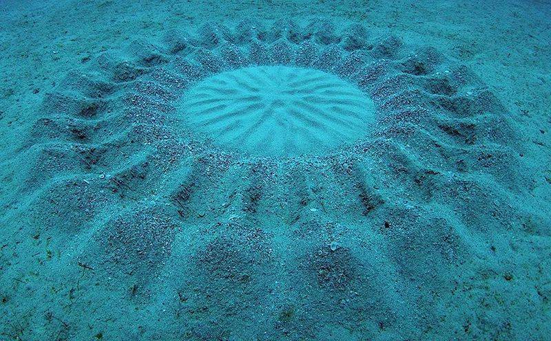 虫皇帝_虫皇帝_虫皇帝