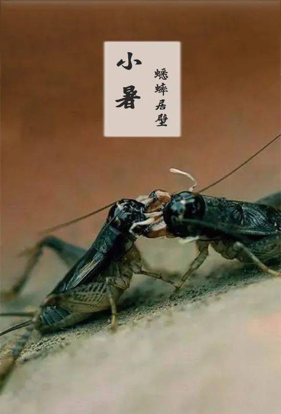 小暑俗语：热得像蒸笼，雨水如金银，太阳晒石头