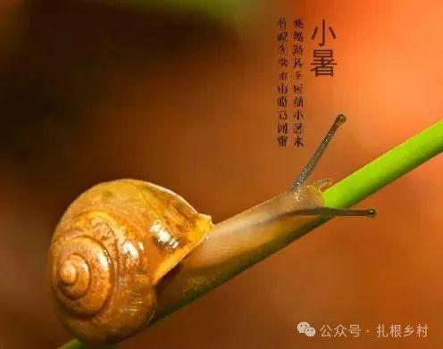 俗语小暑吃三宝指的是哪三宝_俗语小暑大暑_小暑俗语