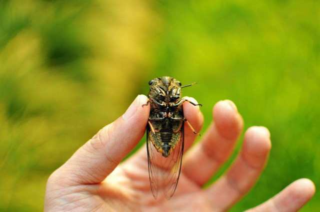 红蓝小车撞头游戏叫什么_红蓝队撞车的手机游戏_红队蓝队游戏