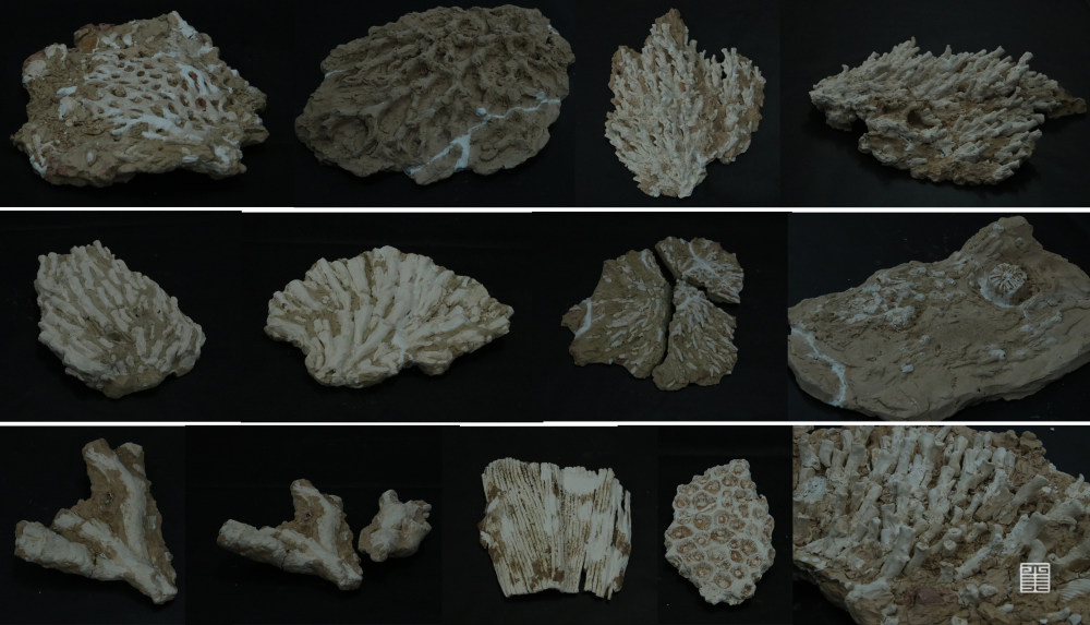 生态基石是什么_生态系统的基石_基石生命科学