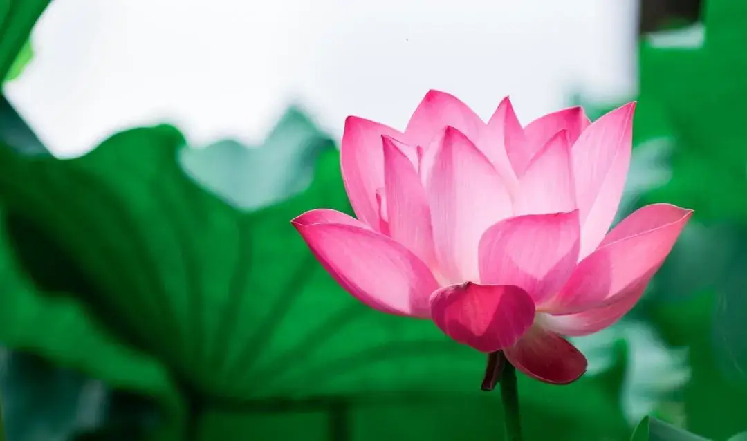 迷你书房手机游戏_迷你书房手机游戏破解版_迷你书房手机游戏怎么玩