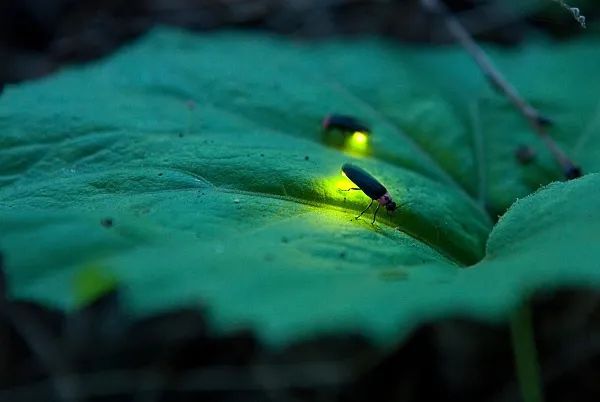 萤灯_灯萤火_灯萤浪生草荣