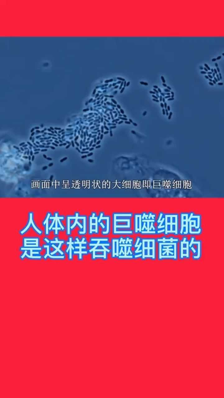 细胞巨噬工作原理图解_细胞巨噬工作原理_工作细胞巨噬细胞