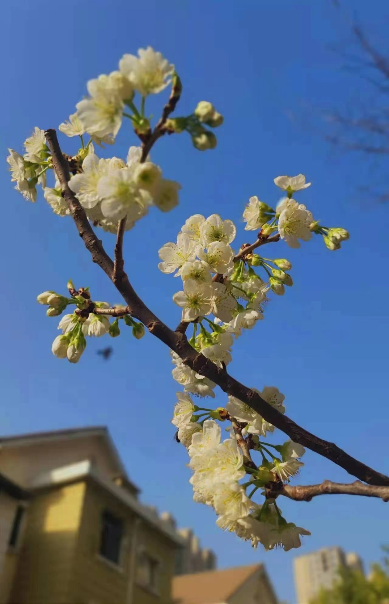 哈尼十月年_月日年还是日月年_1990年4月7日