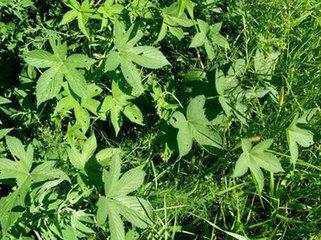 四虎影库网址_虎影库2019最新更新_7v库影