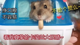 仓鼠游戏,趣味与智慧并存的数字世界探险